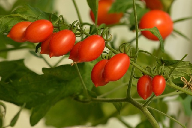 nutrients in grape tomatoes